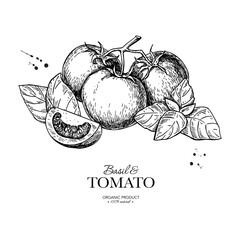 Tomato branch with basil leaves vector drawing. Whole and sliced tomatoes with basil sketch. Hand drawn food 