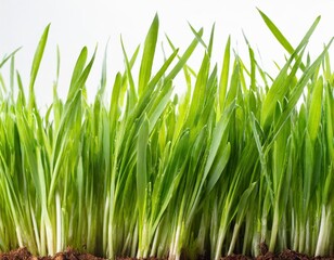 Fototapeta premium Green Grass Borders with Gradient Mesh Isolated on a White Background