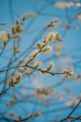 Willow branches with fluffy catkins against the blue sky on a sunny day. Vertical photography. The Bright Easter Holiday