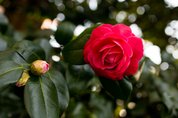 Close-up of vibrant red rose in bloom with bud amidst lush green leaves