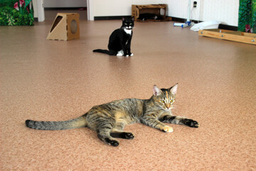 Two cats relax in a spacious indoor play area designed for feline comfort and exploration during a sunny afternoon