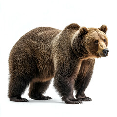 Fototapeta premium Majestic Grizzly Bear: Capturing Wildlife & Wilderness of North America