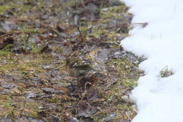 female chaffinch foraging during a snowfall in mid-May