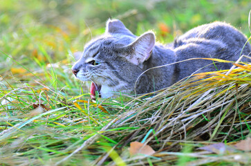 A gray tabby cat lies in the grass, hissing and angry