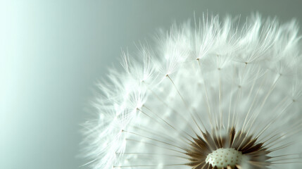 Obraz premium A delicate dandelion in full bloom, its white fluffy seeds ready to disperse with the wind, captured in extreme close-up