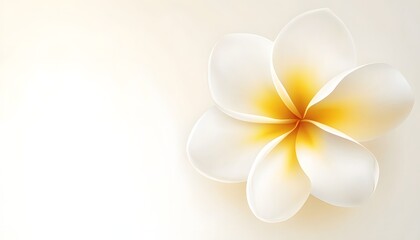 Fototapeta premium A single white plumeria flower with yellow center
