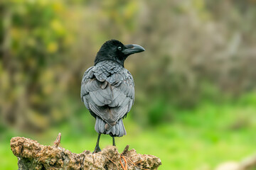 crow perched on a log cloudy day