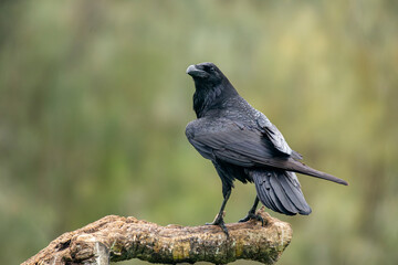 crow perched on a log cloudy day