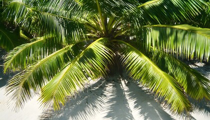 Fototapeta premium Lush green palm fronds cast shadows on white sand