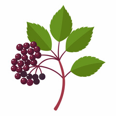 Obraz premium Vibrant illustration of elderberry leaves and berries on a white background