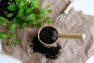Herb gardening essentials. Fresh mint and potting soil with mini hand fork on craft paper