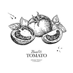Tomato with basil leaves vector drawing. Whole and sliced tomatoes with basil branch sketch. Hand drawn illustration.