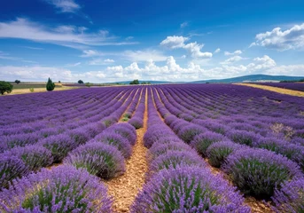 Fototapete Rund Vibrant lavender fields stretching under a clear blue sky © Aliaksandr Barouski