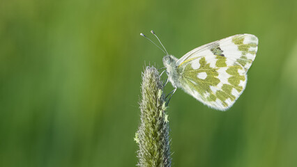 wildlife photos. photos of butterflies in natural areas.