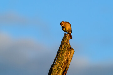 Rufous Hornero , Argentine national Bird, Cordoba Province,  Province Argentina.