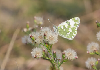 wildlife photos. photos of butterflies in natural areas.