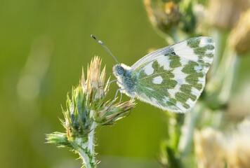 wildlife photos. photos of butterflies in natural areas.