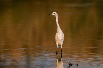 Snowy Egret, Egretta thula , perched, La Pampa Province, Patagonia, Argentina.