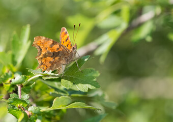 photos of butterflies from wildlife and nature