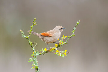 Bay winged Cowbird nesting, in Calden forest environment, La Pampa Province, Patagonia, Argentina.