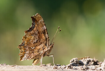 photos of butterflies from wildlife and nature