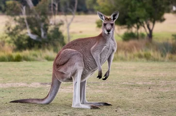 Fototapete Rund Large Australian kangaroo standing in a grassy field © Oualid