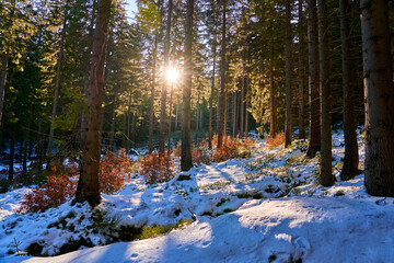 Bright sunbeams in thick forest, trekking in the mountains. Amazing scenery