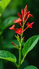 Green plant with bright red flowers and bracts, pulcherrima, flower