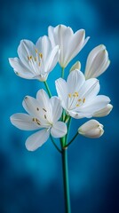 Fototapeta premium Agapanthus flower on a blue background with delicate petals and vibrant hues. Flowers in a serene and charming look.