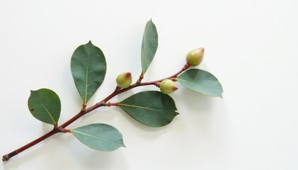 Single eucalyptus branch on white porcelain surface, white porcelain, botanical art