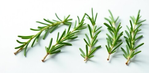 Obraz premium Sprigs of rosemary isolated on a plain white surface, plant, greenery