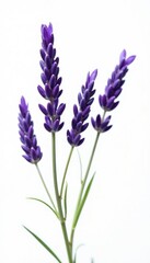 Naklejka premium Sprays of lavender branches on white background, branch, fragrant