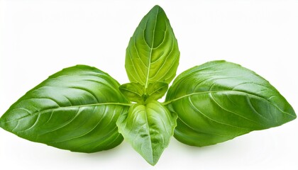 basil leaves isolated