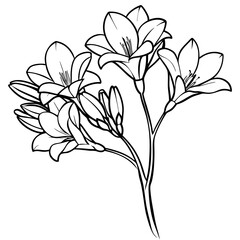 Detailed black and white illustration of blooming lilies with buds