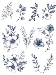 Botanical Illustrations