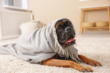 Cute dog wrapped in blanket lying on floor at home
