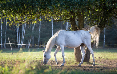 Beautiful white Arabian horse in a meadow against the backdrop of a forest at sunset. Pasture in summer at sunset. Polish purebred Arabian