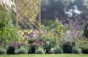 perennial flowerbed in summer garden. garden plants. verbena patagoniana, sage, lavender, ornamental grasses miscanthus. Country beautiful cute garden at sunset