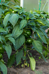 sweet pepper flower on stem in farmer's garden