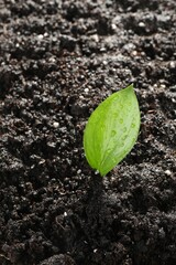 Young sapling in fresh soil, closeup view
