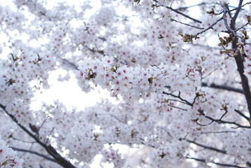 太陽に照らされる満開の桜
