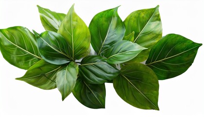 bunch of green leaves for decorative artwork isolated on transparent background generative ai