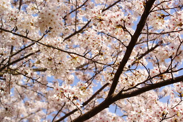 青空に映える満開の桜
