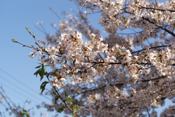 青空に映える満開の桜
