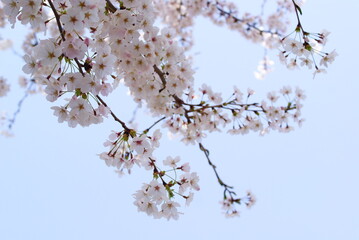 青空に映える満開の桜
