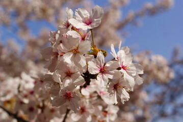 青空に映える満開の桜
