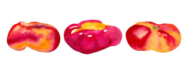 Watercolor illustration of fig peach. Drawing of ripe, juicy fruit. Red and yellow fruits.