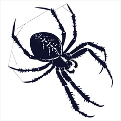 silhouette spider on white background 