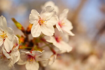夕日に照らされる満開の桜
