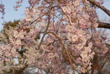 夕日に照らされる満開の桜
